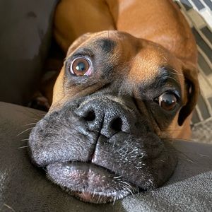 Meet your Posher, Al